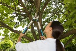 EasyCut 500 B ágvágó olló 4.Kép