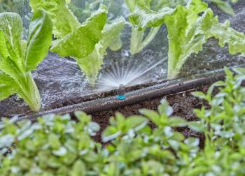 Micro Drip System permetező fúvóka 180 fok 2.Kép
