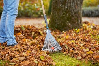 PureLine FSC® 100% lombseprű 2.Kép